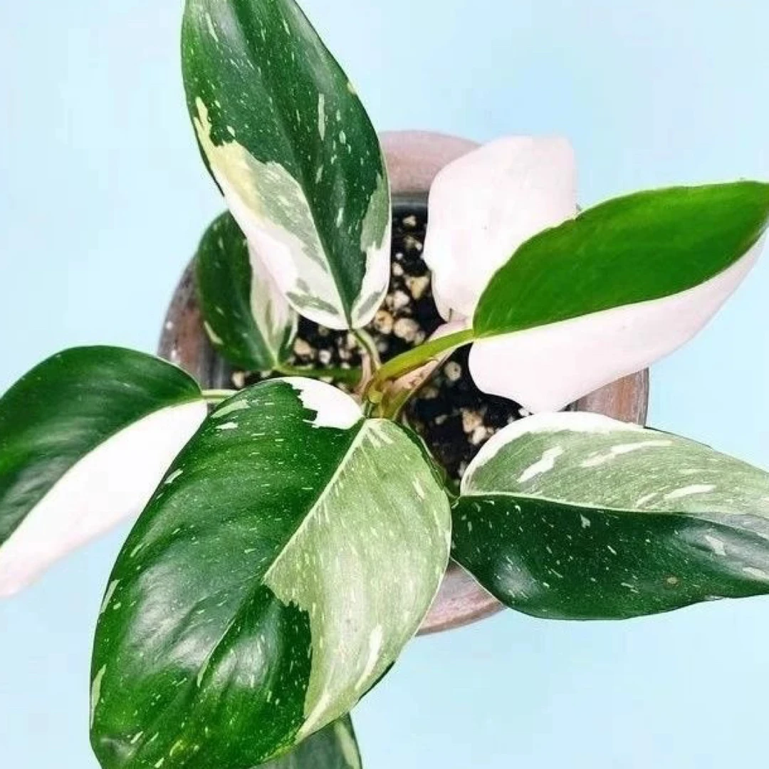 白公主蔓绿绒室内绿植好养新手贵货