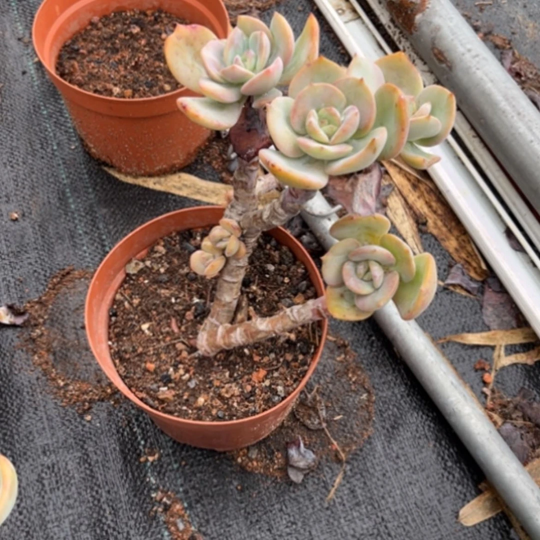 【闪购商品】S****5白凤