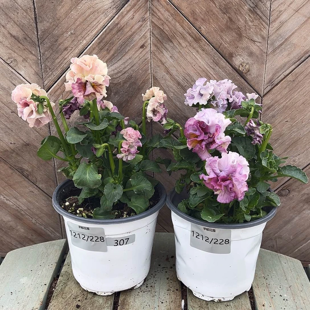 完全开放1212/228