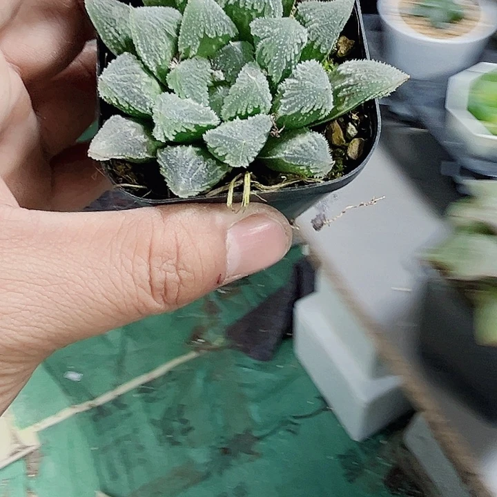 白帝城新手好养的