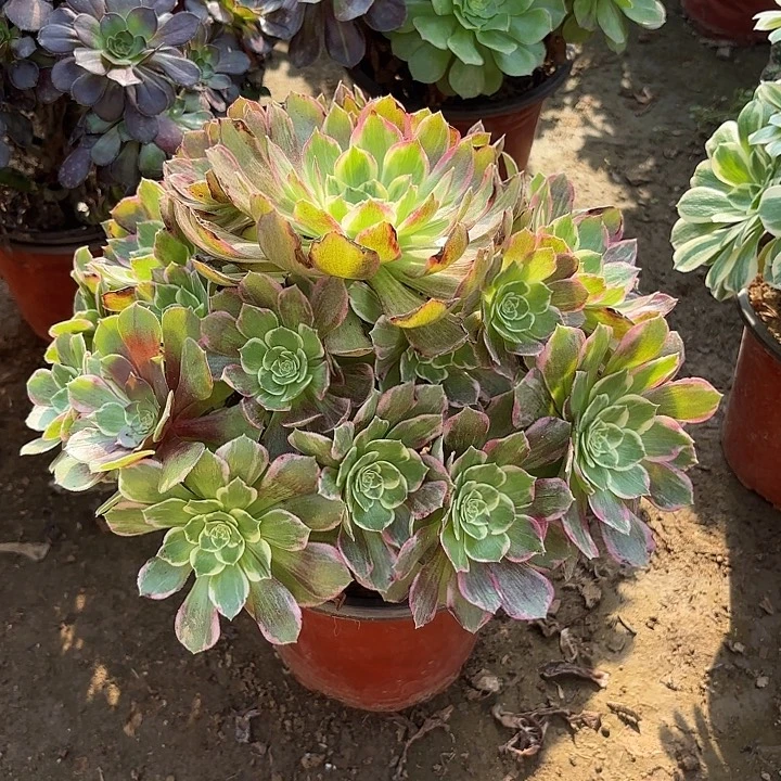 多肉植物万花筒28