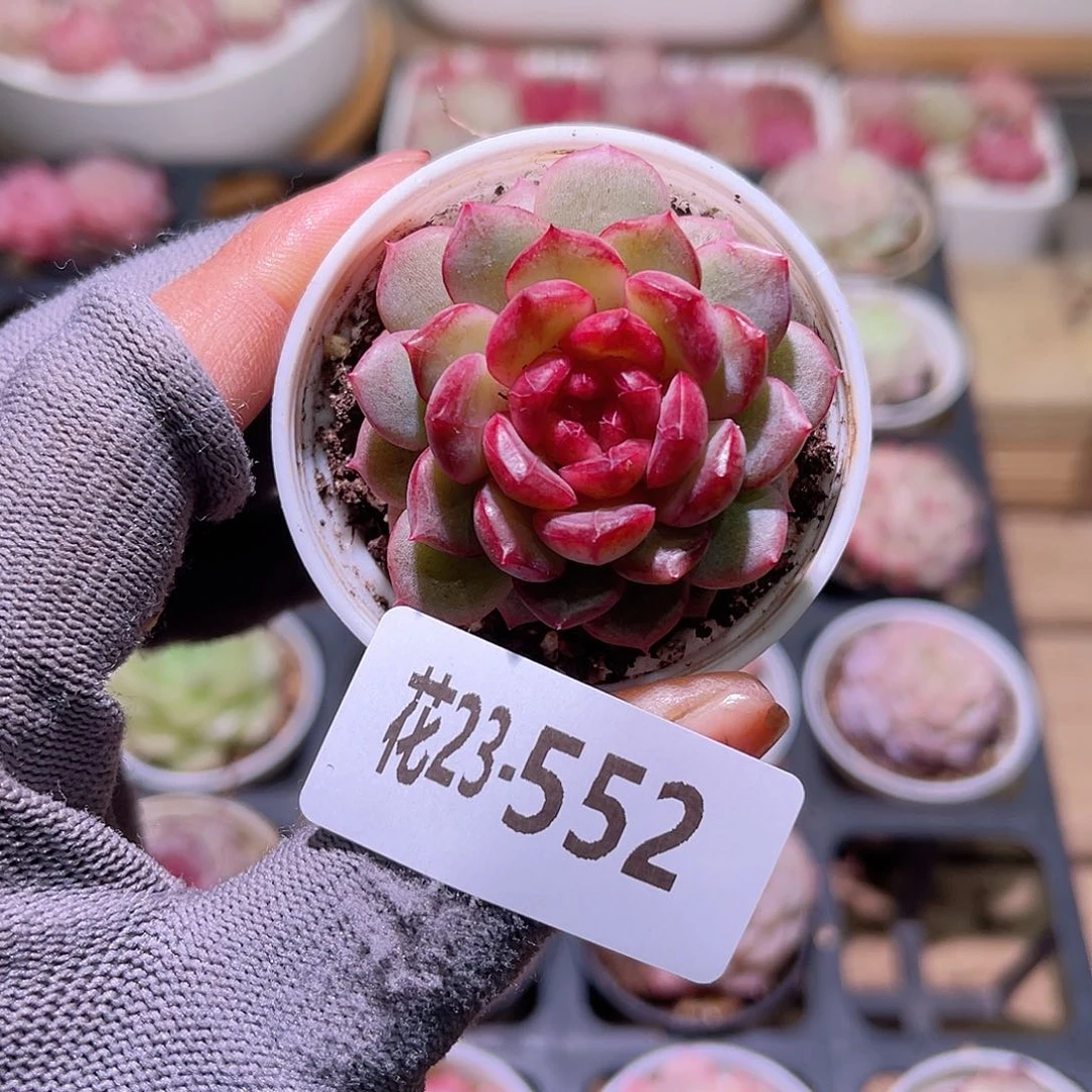 花23-552新品单头