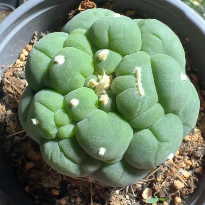 园艺苗接毛缀大油