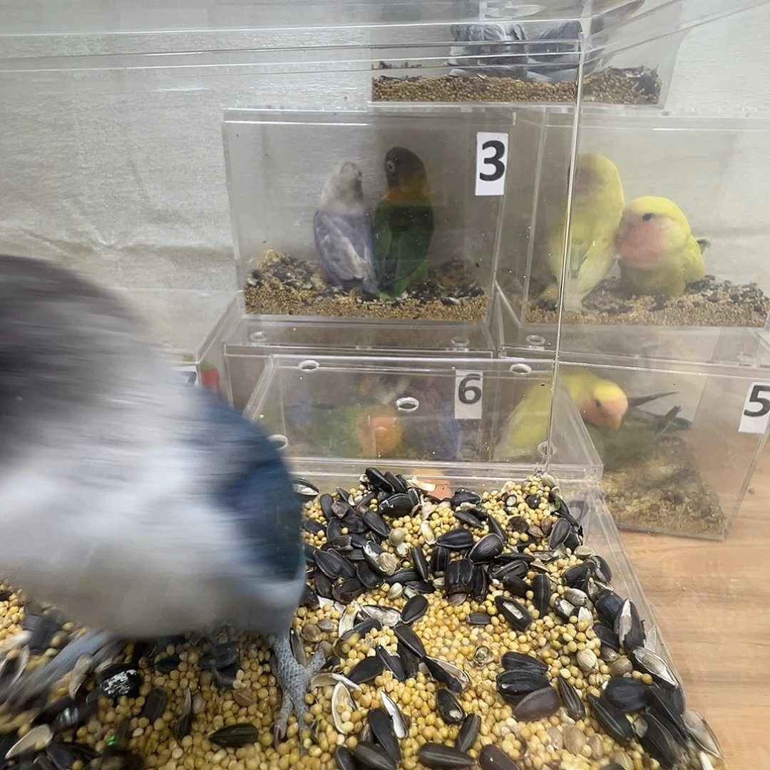 ****❦桃脸牡丹鹦鹉蓝黑头一只