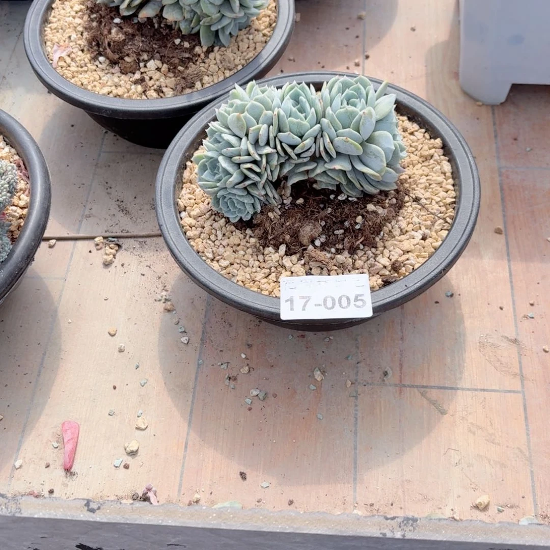 17.005劳林缀化一个