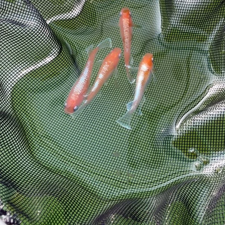 青鳉鱼编号 111 木短鳍红赤壁 3 条