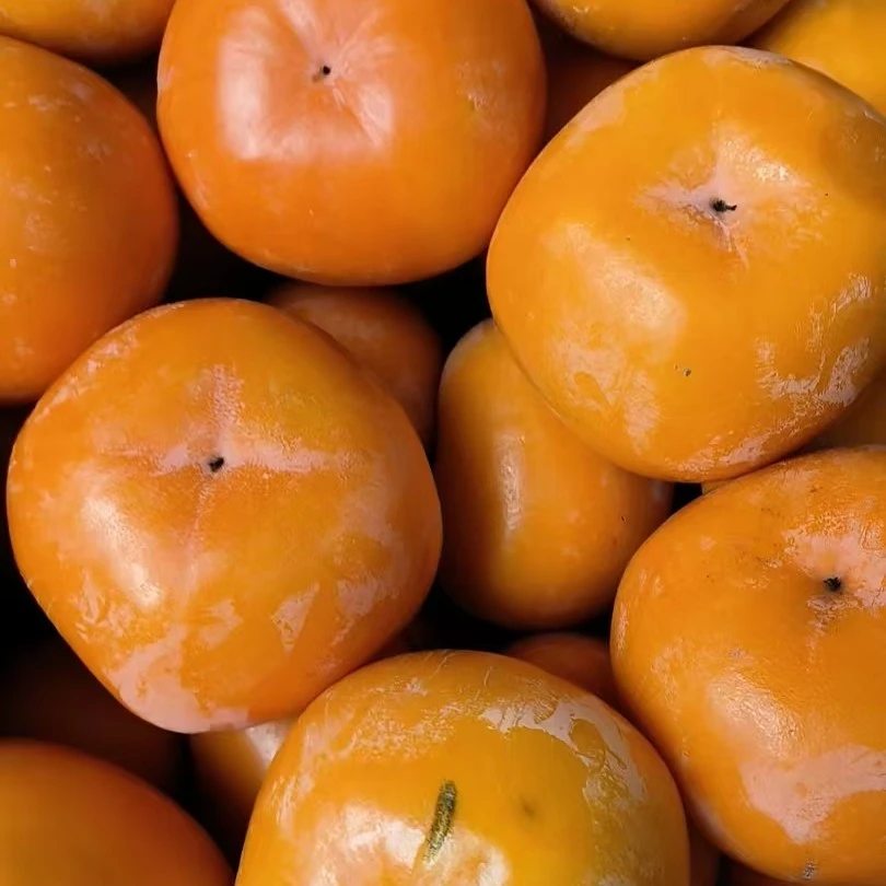 云南镇雄高山脆柿子