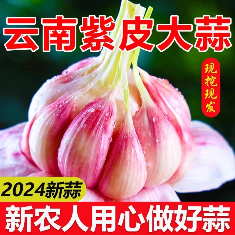 云南紫皮大蒜新鲜大蒜头嫩蒜现挖湿蒜多瓣蒜红皮鲜蒜泡蒜腊八蒜头