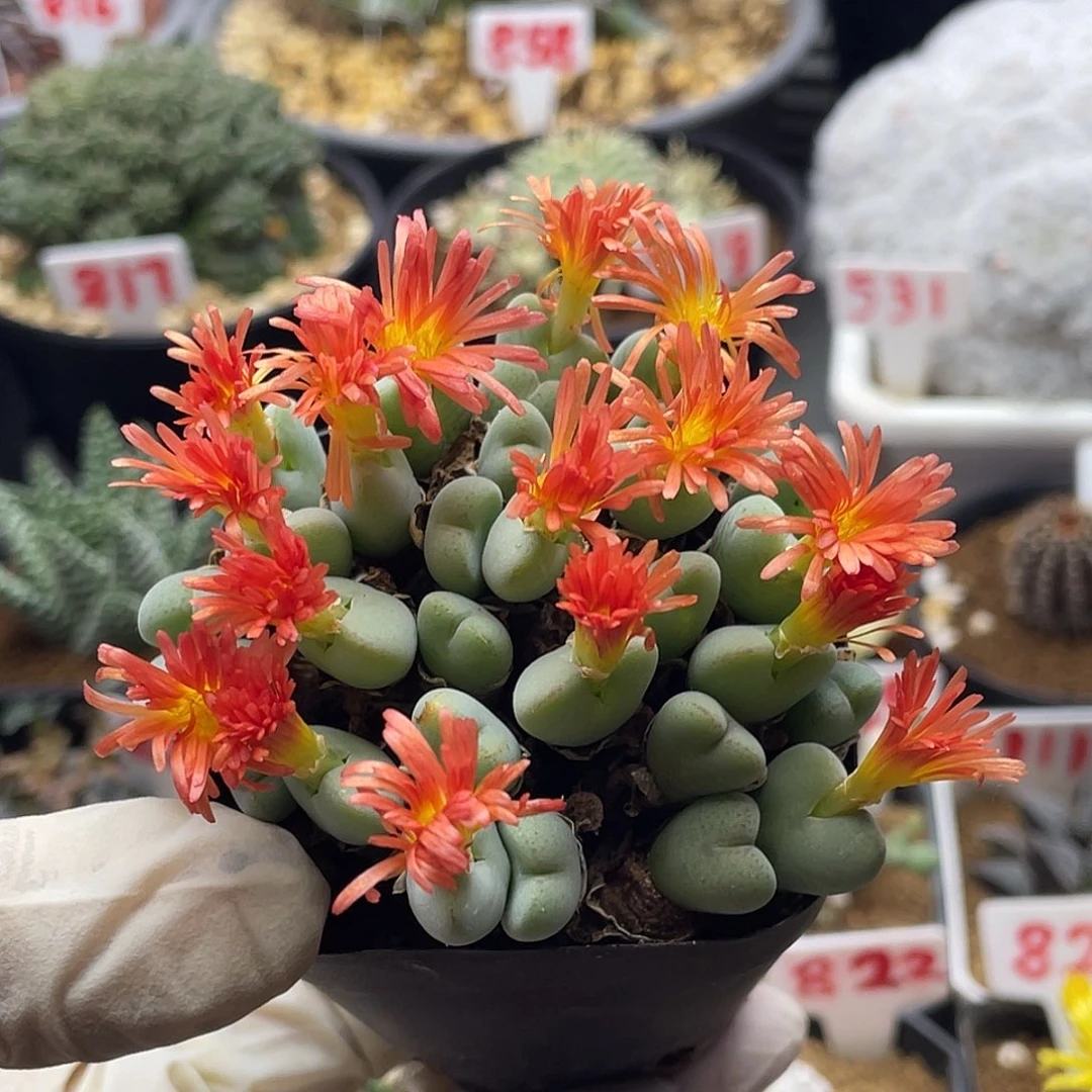 多头群生橙花毛少将
