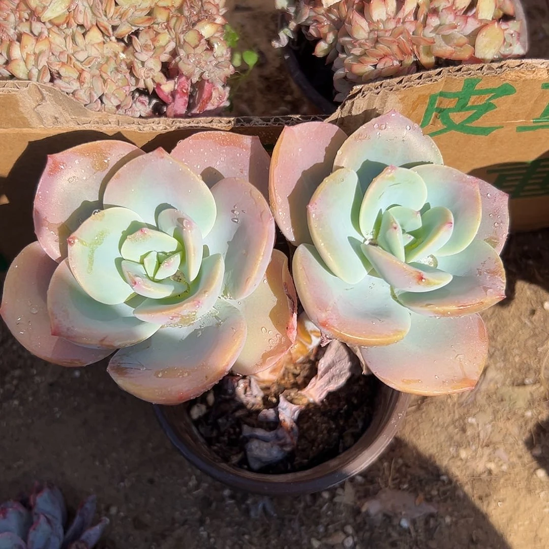 多肉植物有砍奶茶