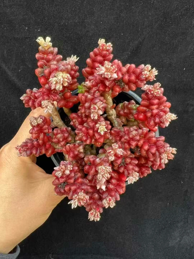 偏远不发，毛豆/红珊瑚，9厘米盆，散群。3盆，3盆