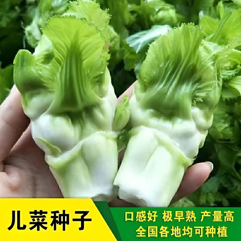 【全店满5包包邮】儿菜种子新种 四川