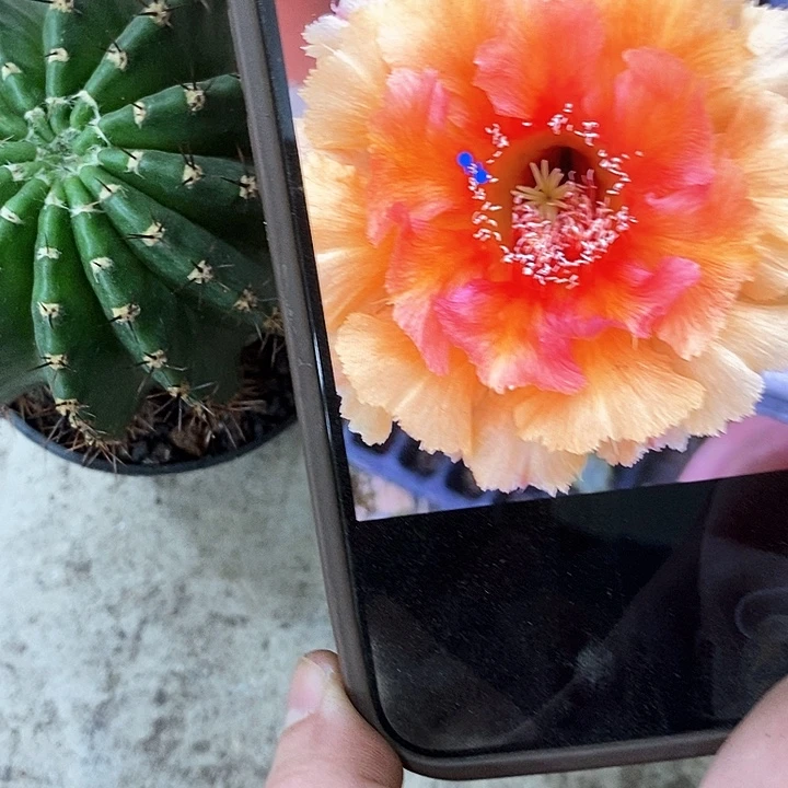 琉璃盏仙人球，aruioppp