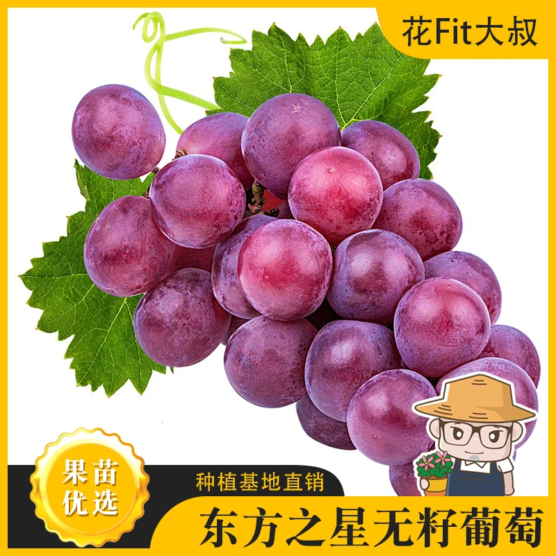 【肥仔果树苗】东方之星葡萄 大果纯甜产量高 盆栽地栽均可种