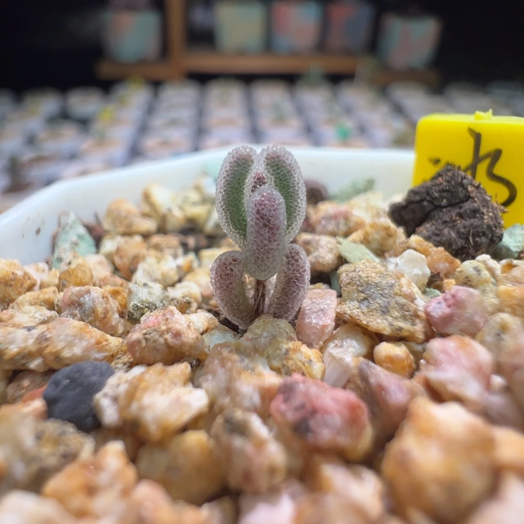 巨厚巨闪，尺寸很小，338实生冰糖雪梨，拍下不退不换