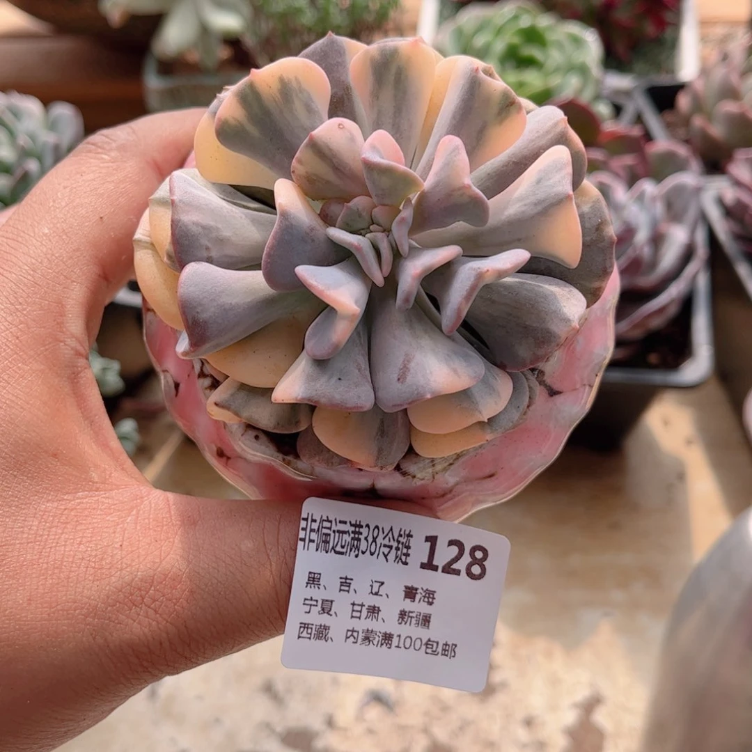 128雪精灵锦德华多肉