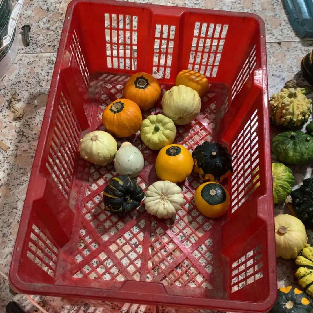 阳**徒墨西哥葫芦！！！！！