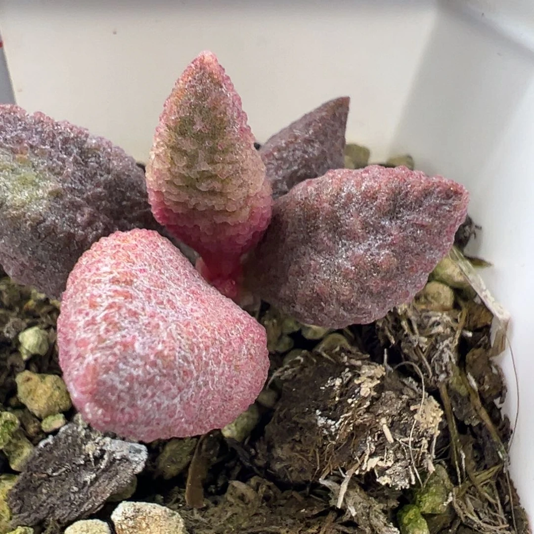 特价实生款多肉植物