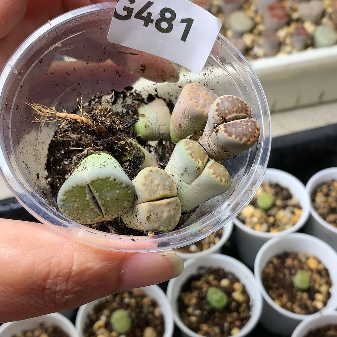 郁*香G481多肉植物保护