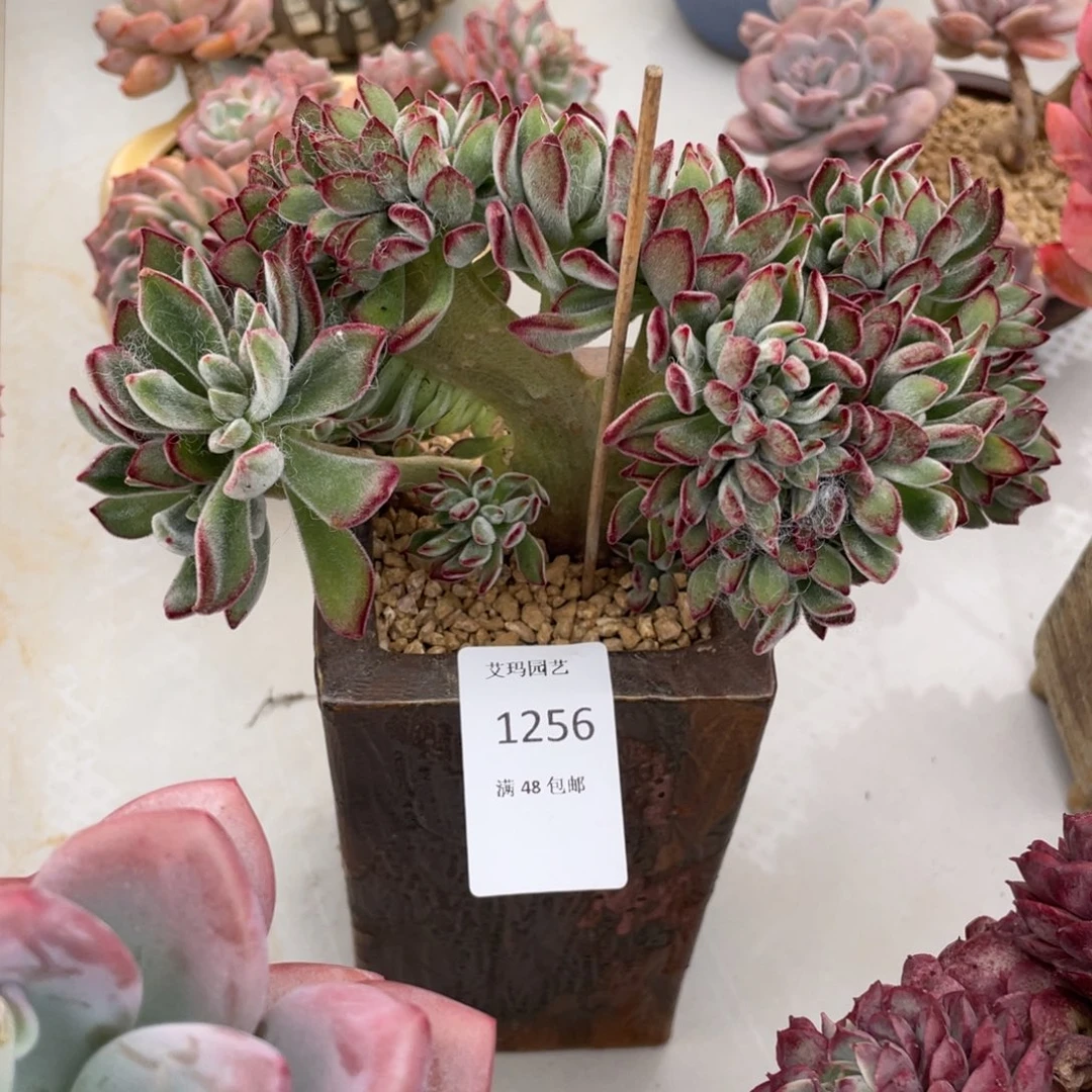 红兔儿缀化多肉多肉256