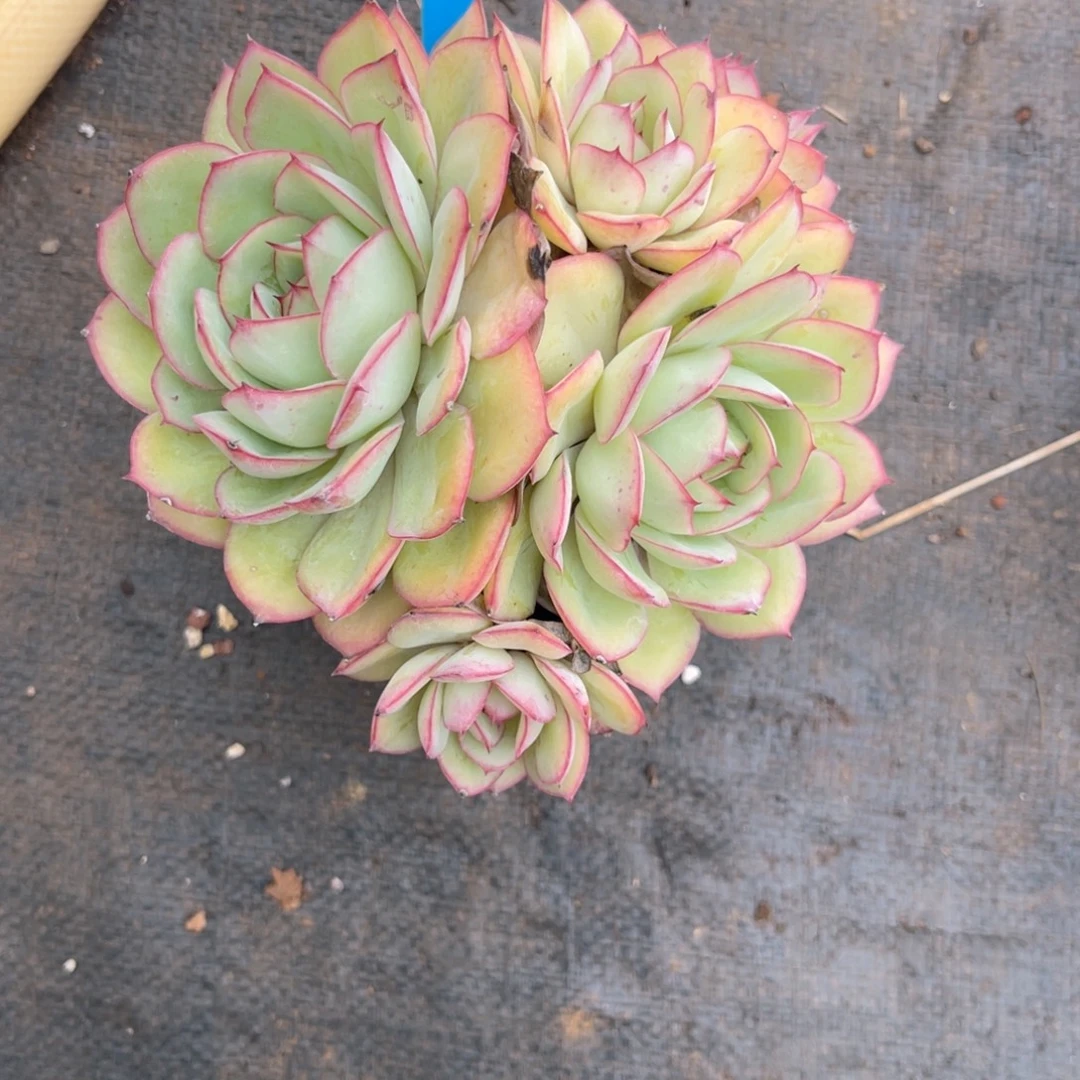 b***n云尘多肉一物一拍807