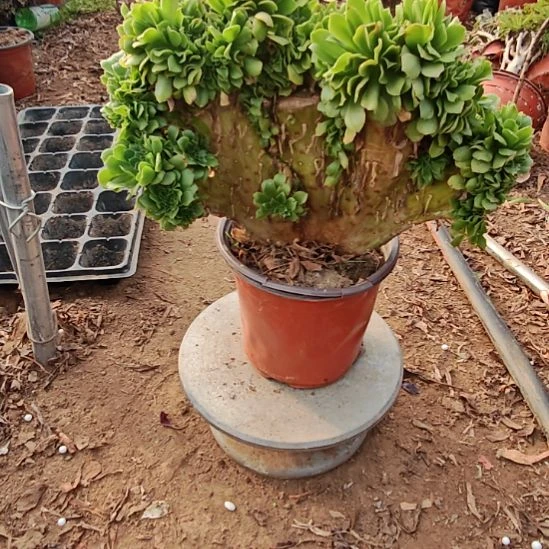 绿羊绒缀加急法师11