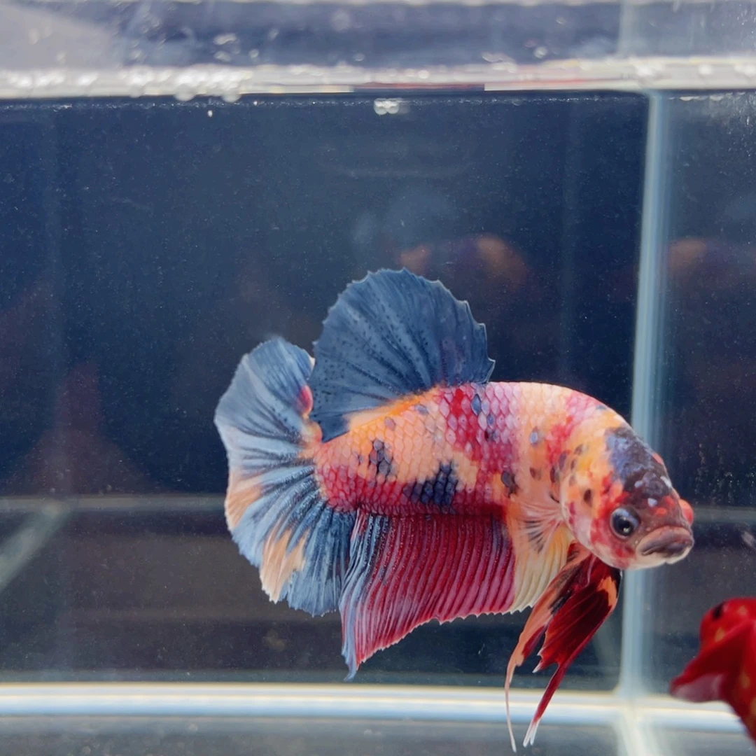海水福利巨斗来啊精品