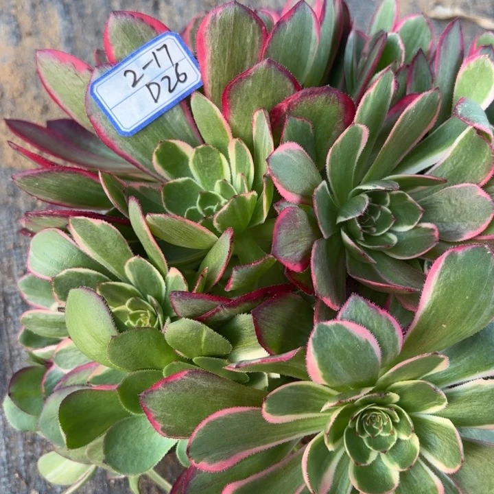 粉花妖量拍一颗断枝不包26