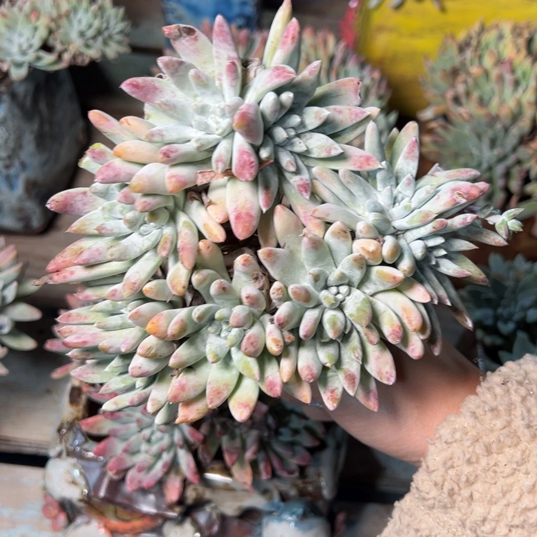 3556哈哈哈哈哈哈哈