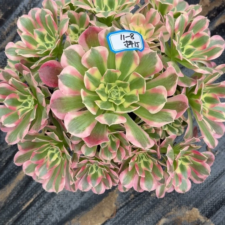 粉水晶多肉不包损15