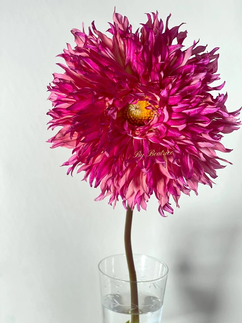 （桃金娘）进口重瓣大丽花送肥料