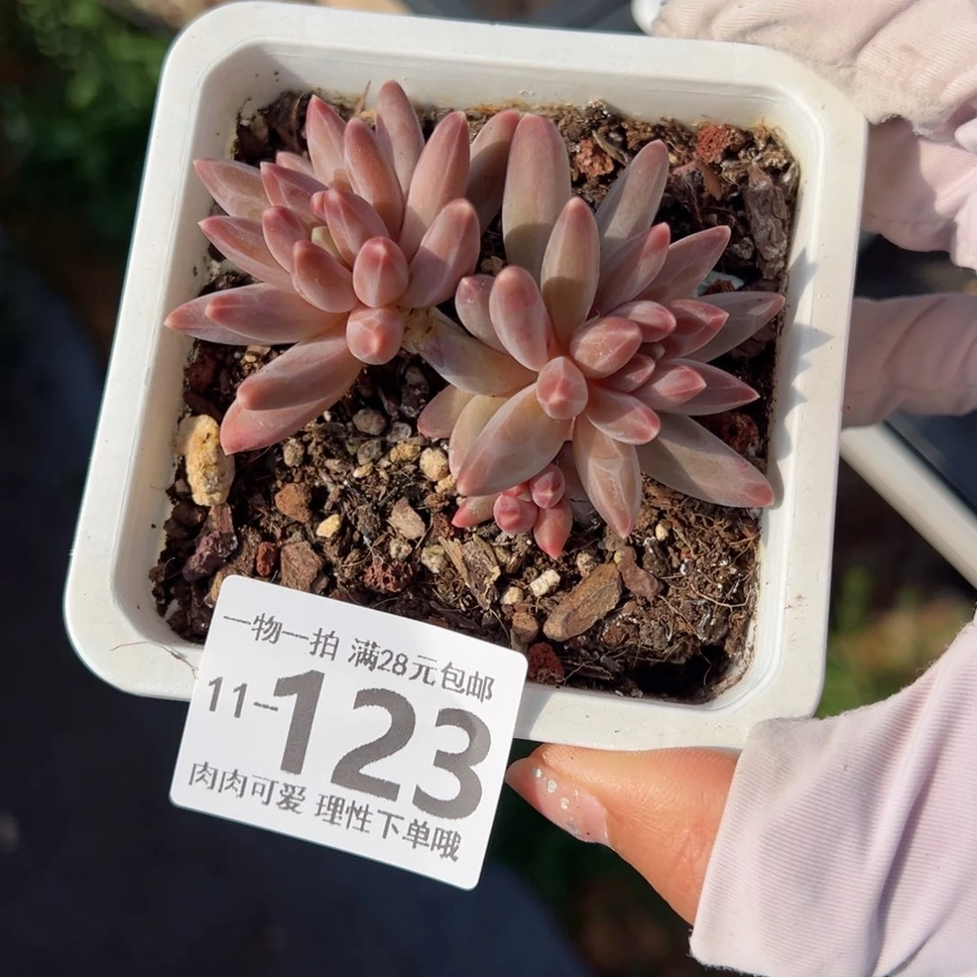 华****金伊卡鲁斯多肉多肉多肉多肉