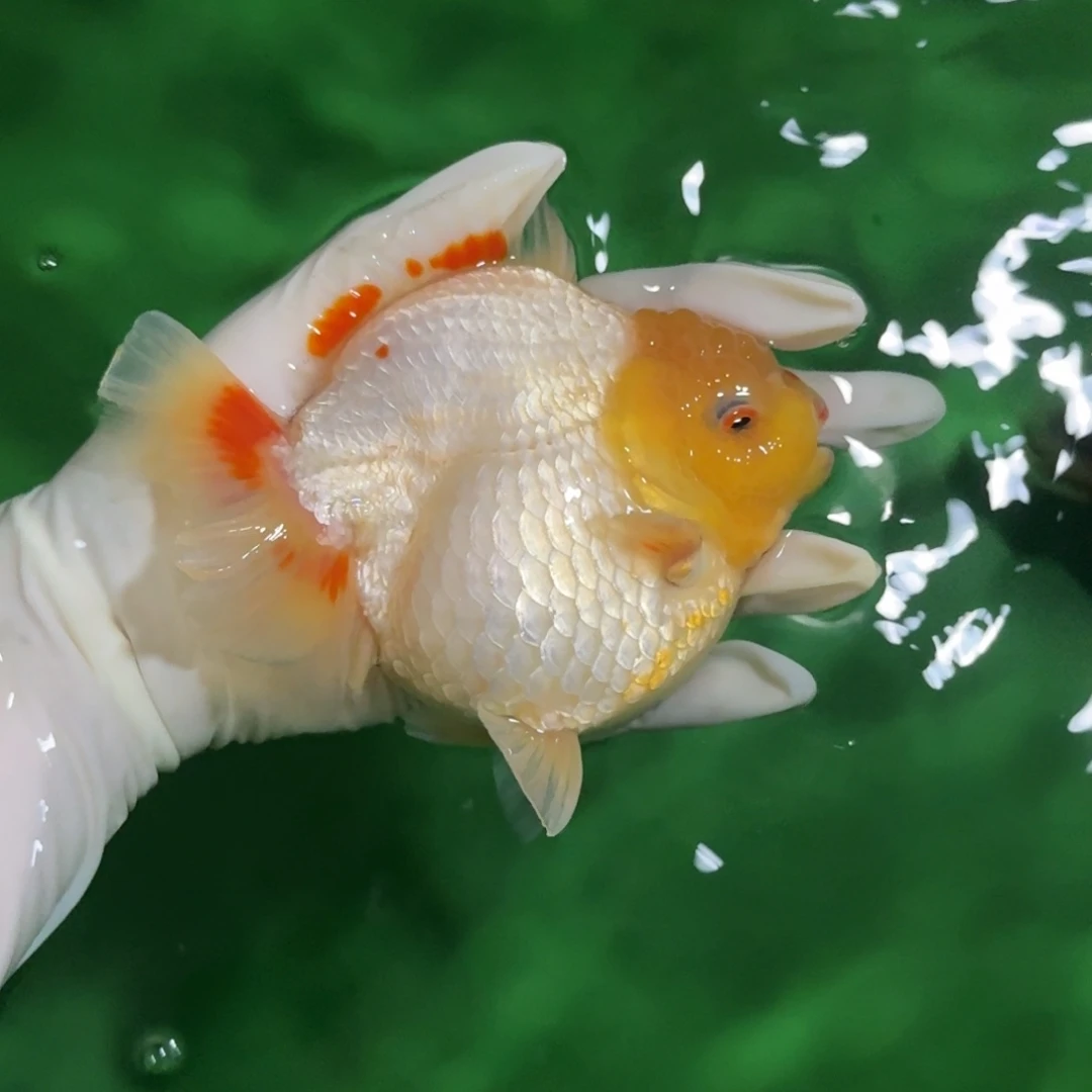 金鱼精品高货兰寿