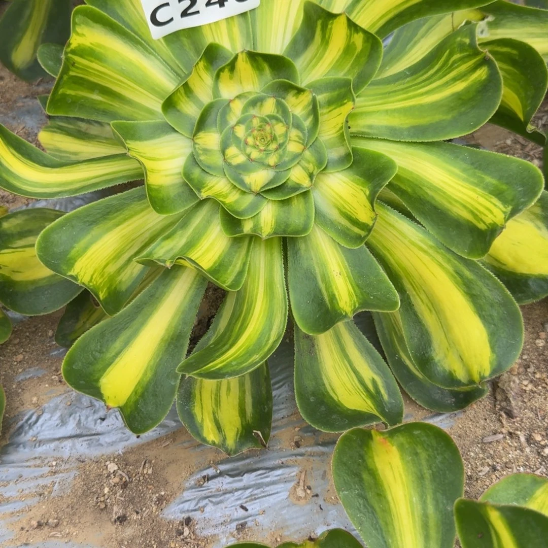钢***售240暴君到秋。多肉植物