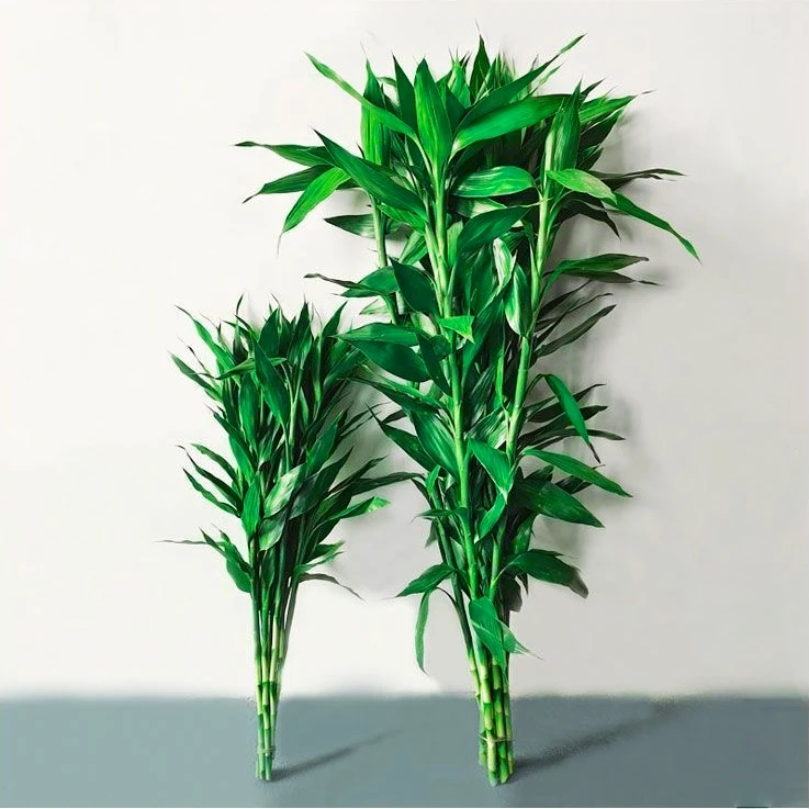 富贵竹水培植物室内客厅转运竹龙竹观音竹办公室桌面绿植四季盆栽