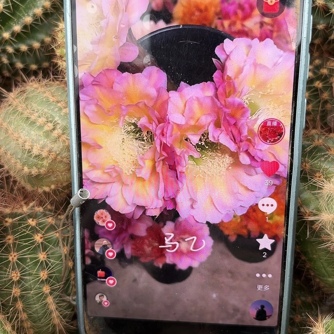 马乙歪无根侧牙四公分