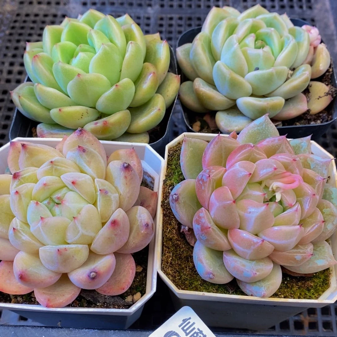 043多肉植物保护研究所所长助理研究员