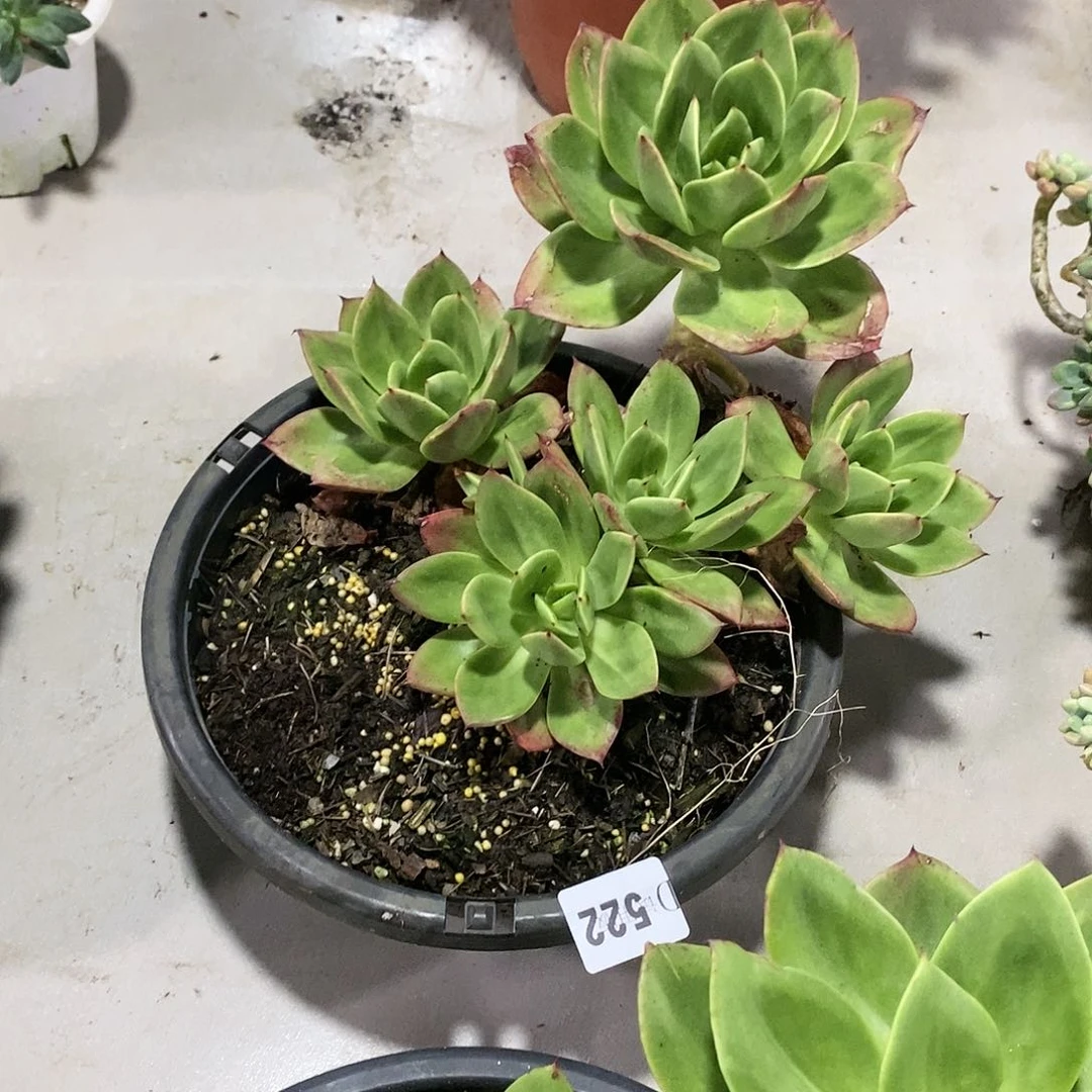 ?*522翠花多肉植物