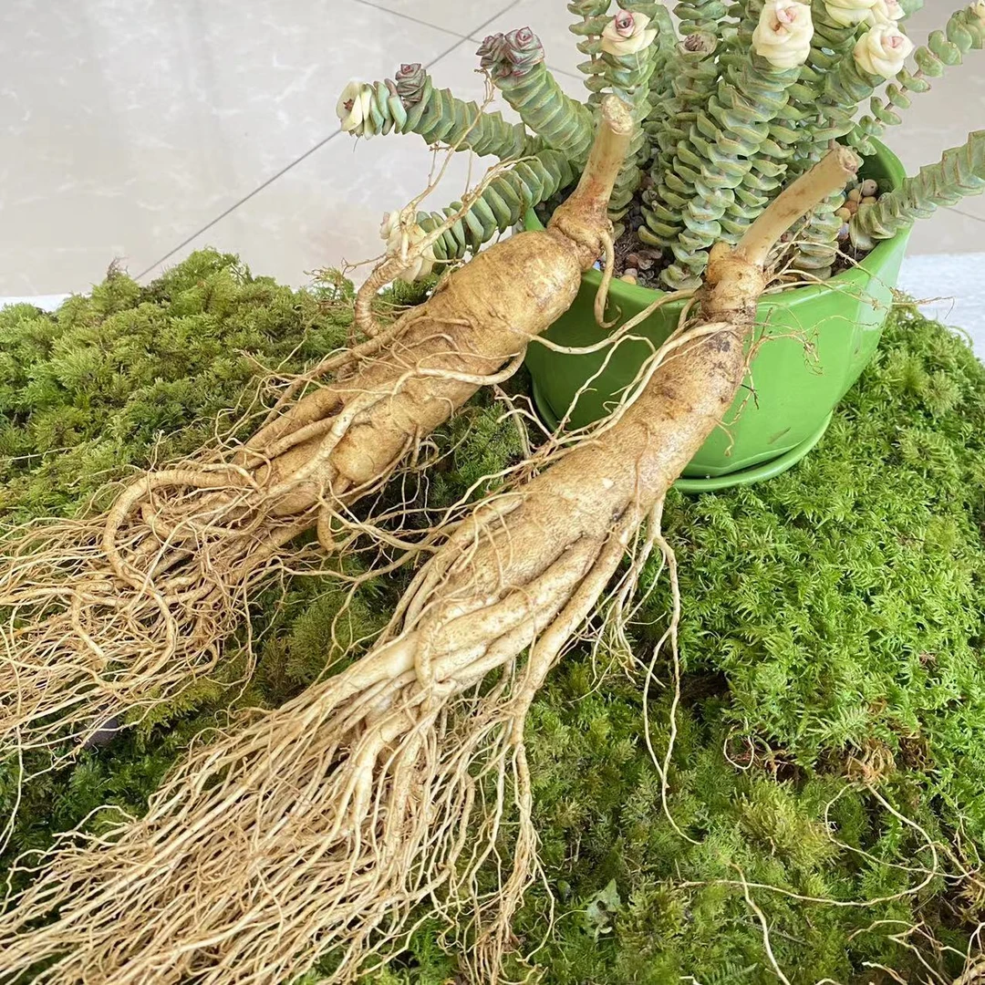 长白山原产地新鲜带土人参可泡酒长白山鲜人参煲汤