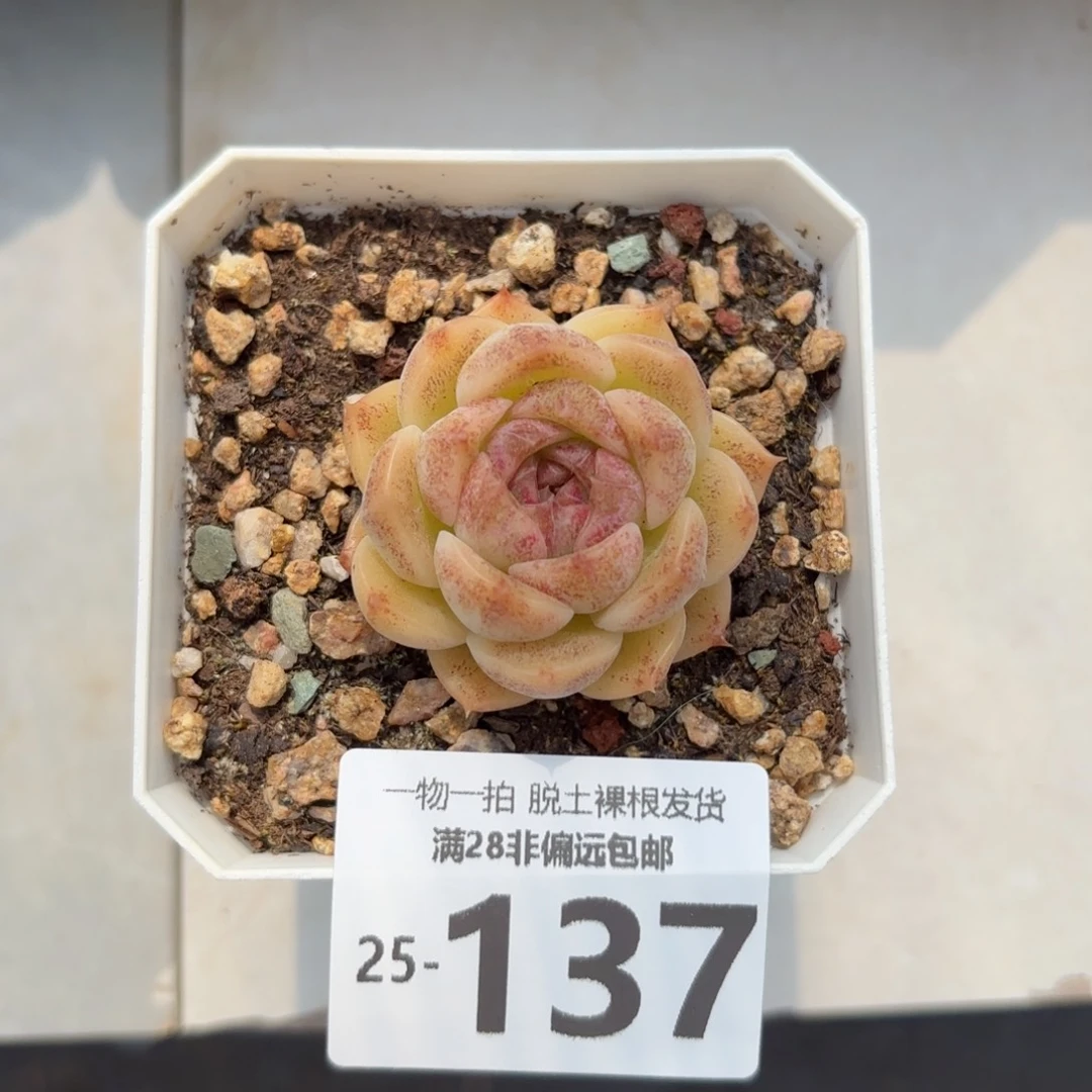 熔岩单头多肉多肉多肉多肉