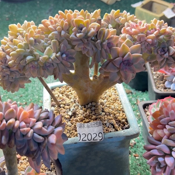 幸运的是我还没遇到