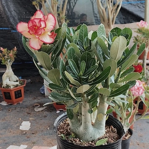 【闪购商品】用****0绿植