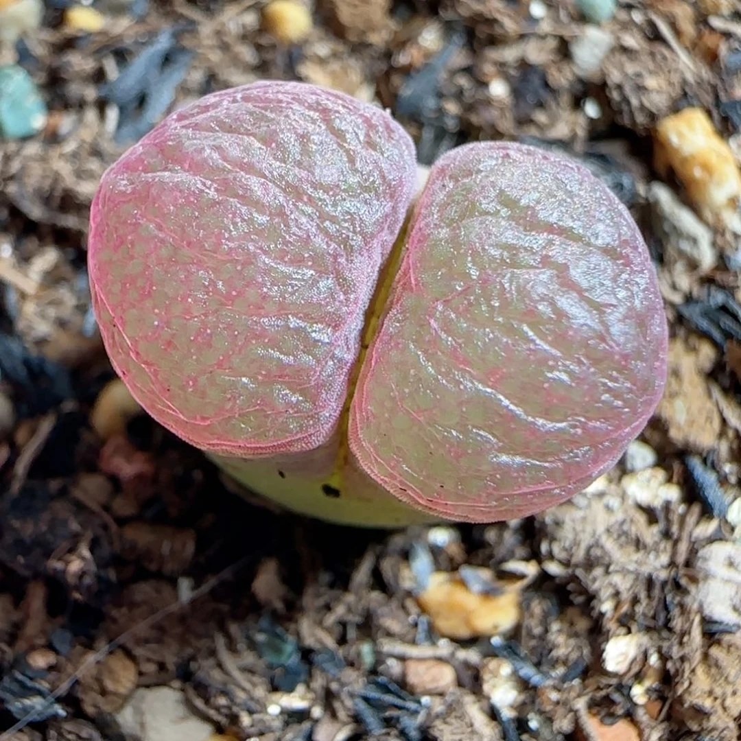 多肉植物12号紫瓷一颗