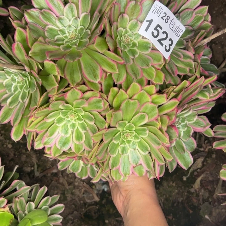 1523粉丝绒多肉植物