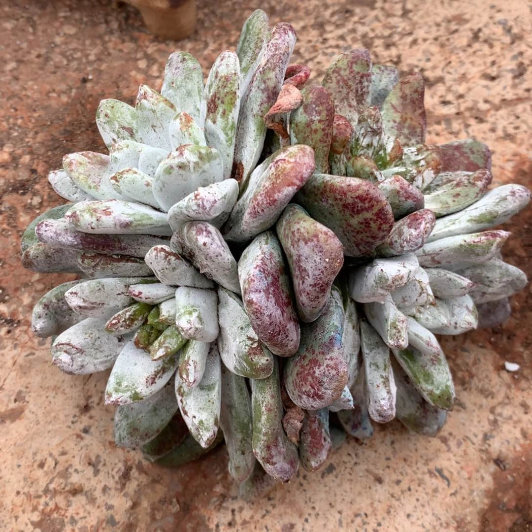 奥**1红拇指050多肉植物