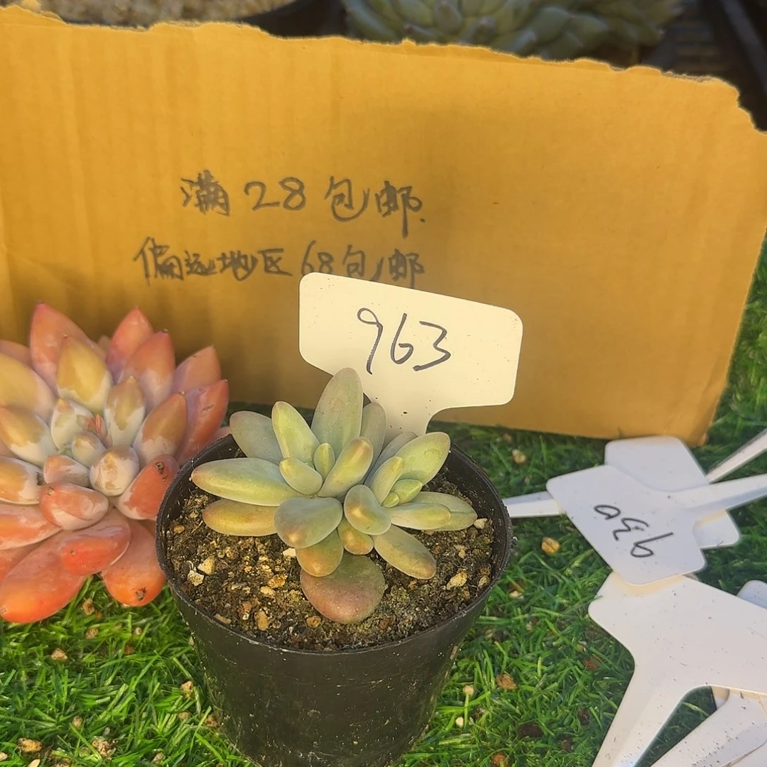 云南多肉现在一物一拍963