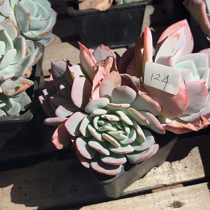 皮****124奶茶血凤脱土发不退不换