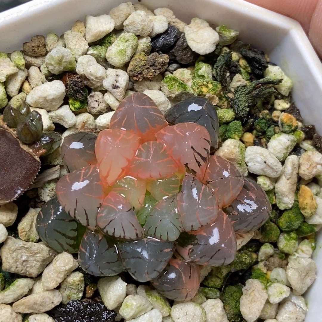 特价玉露锦一物一拍