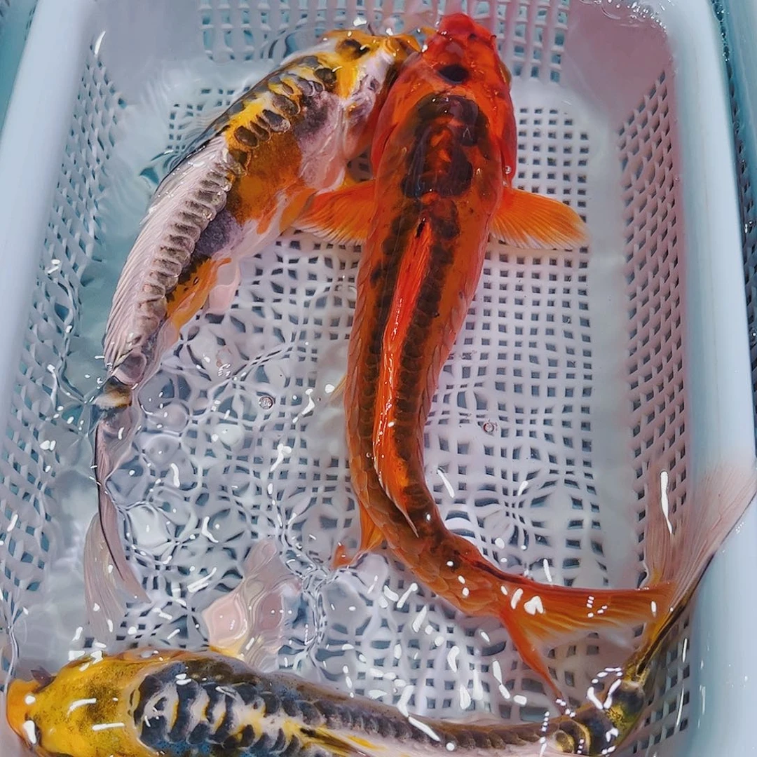 锦鲤锦鲤冷水观赏鱼141