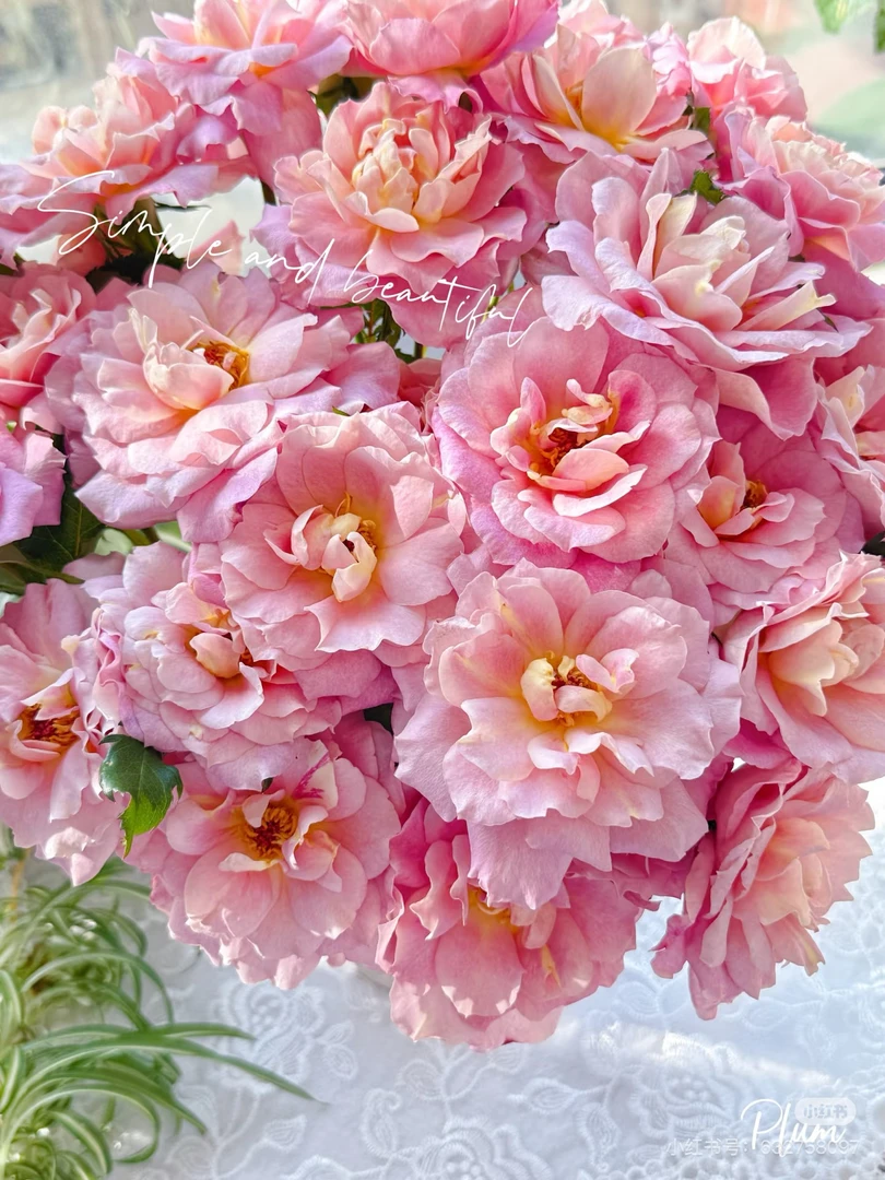 （醒目花产）卢浮宫10支！三件顺丰空运20%不售后